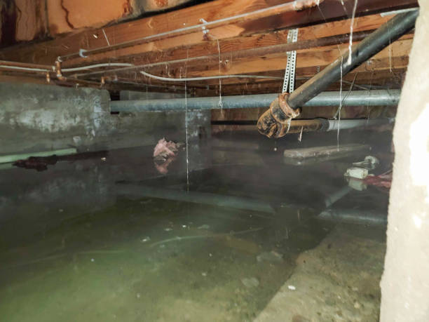 Best Flood restoration services  in Nes, IL