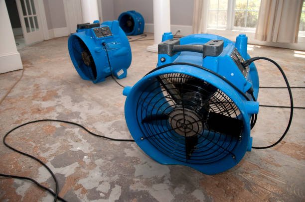 Best Basement water damage restoration  in Nes, IL